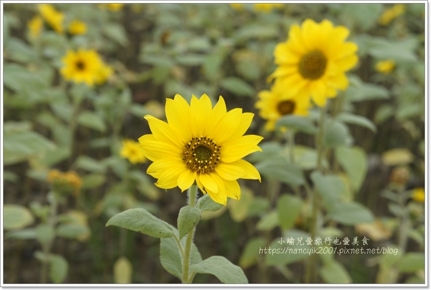 _DSC8746.JPG _DSC8746.JPG