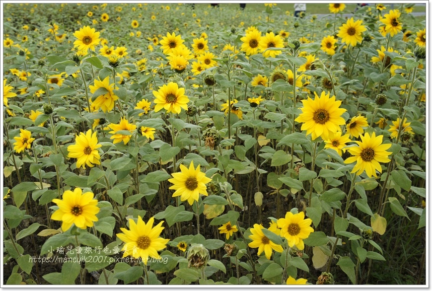 _DSC8745.JPG _DSC8745.JPG