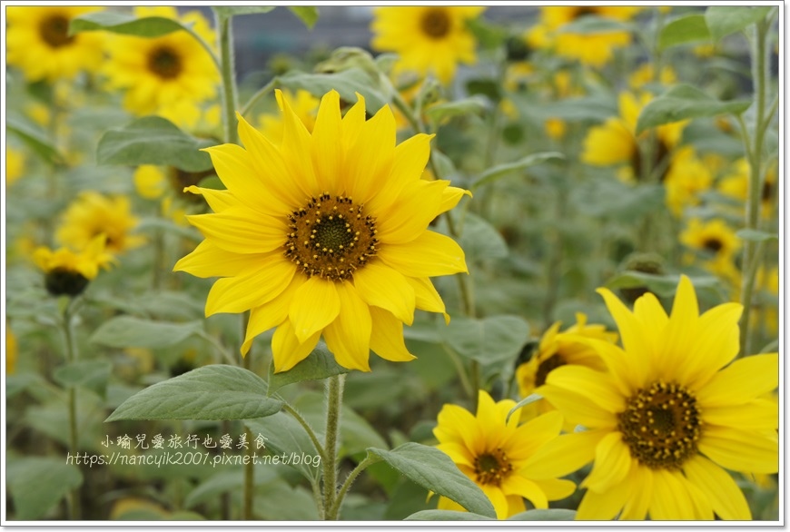 _DSC8747.JPG _DSC8747.JPG