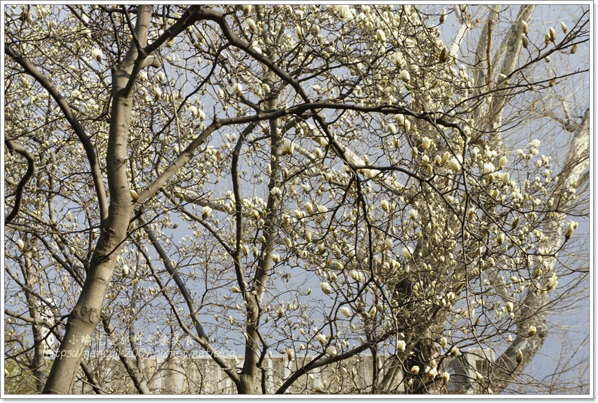 _DSC9126.JPG _DSC9126.JPG