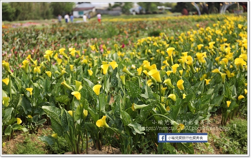 桃園彩色海芋5