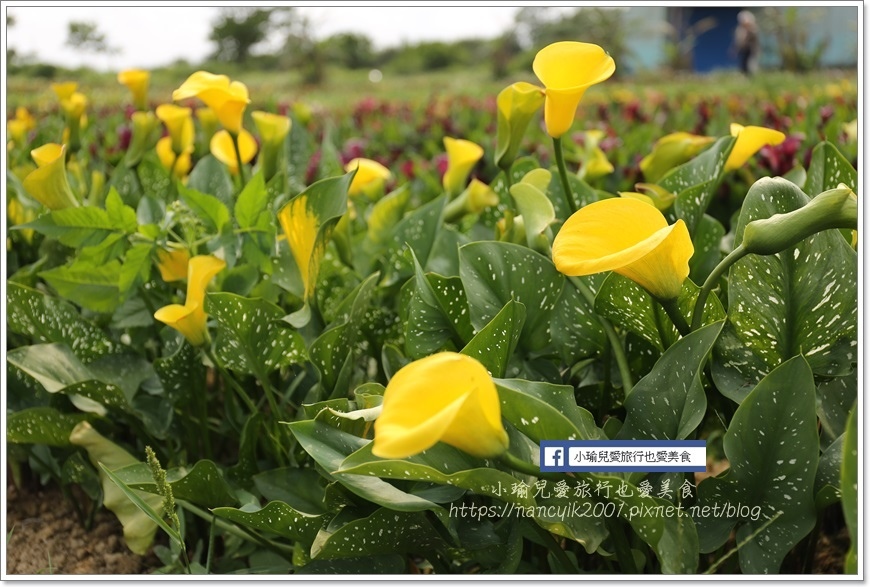 桃園彩色海芋7