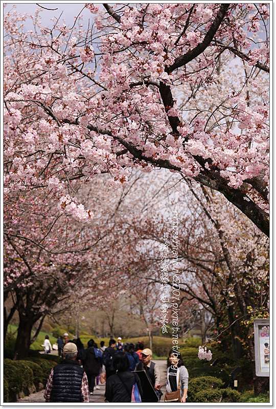 日本東北賞櫻 宮城縣仙台賞櫻 榴岡公園 超多粉嫩的枝垂櫻 交通便利jr榴岡站徒歩約3分 小瑜兒愛旅行也愛美食