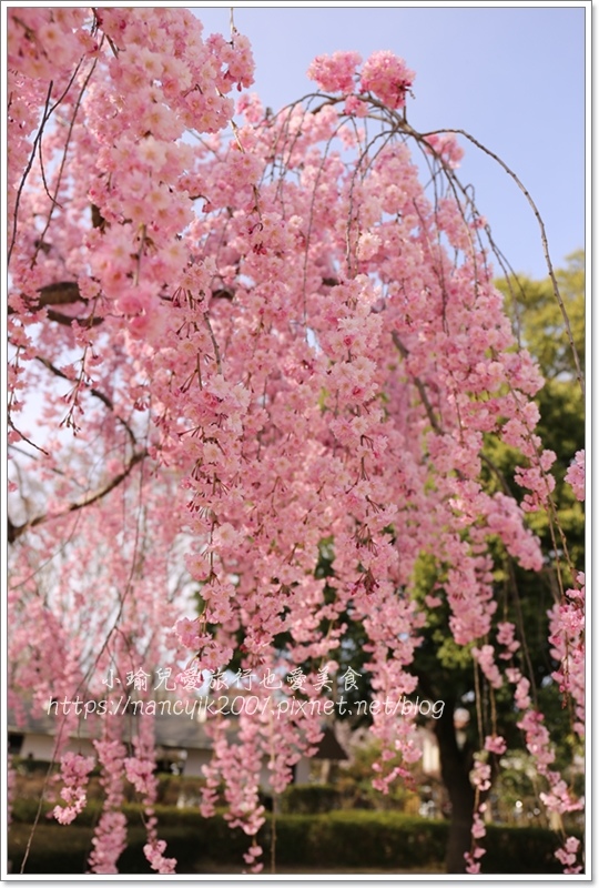 【日本】山形縣霞城公園 / 東北賞櫻勝地推薦 / 文末附上山