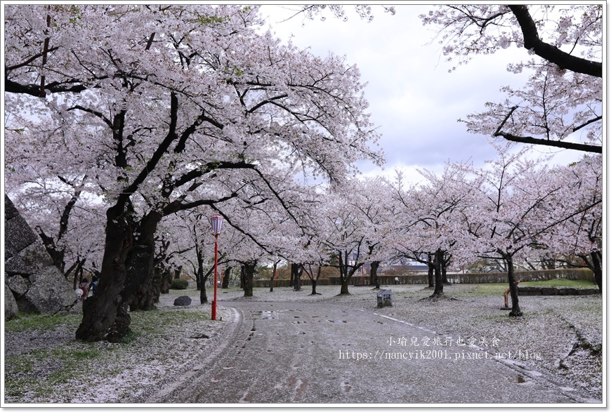 【日本】日本東北賞櫻 / 盛岡城跡公園（岩手公園）& 石割