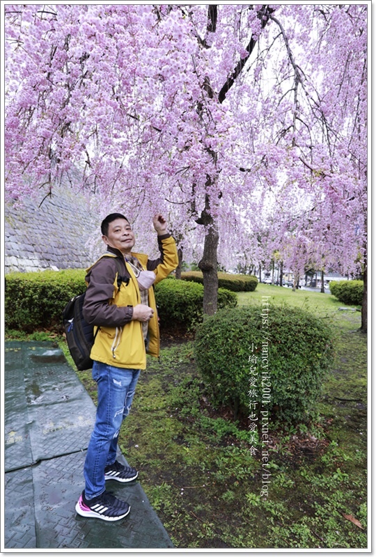 【日本】日本東北賞櫻 / 盛岡城跡公園（岩手公園）&  石割