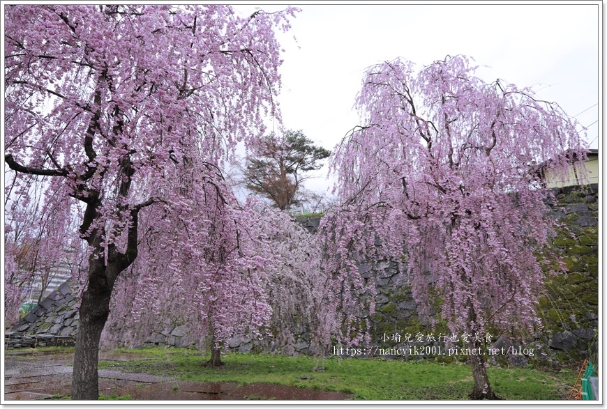 【日本】日本東北賞櫻 / 盛岡城跡公園（岩手公園）&  石割