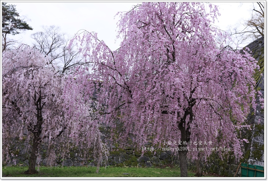 【日本】日本東北賞櫻 / 盛岡城跡公園（岩手公園）&  石割