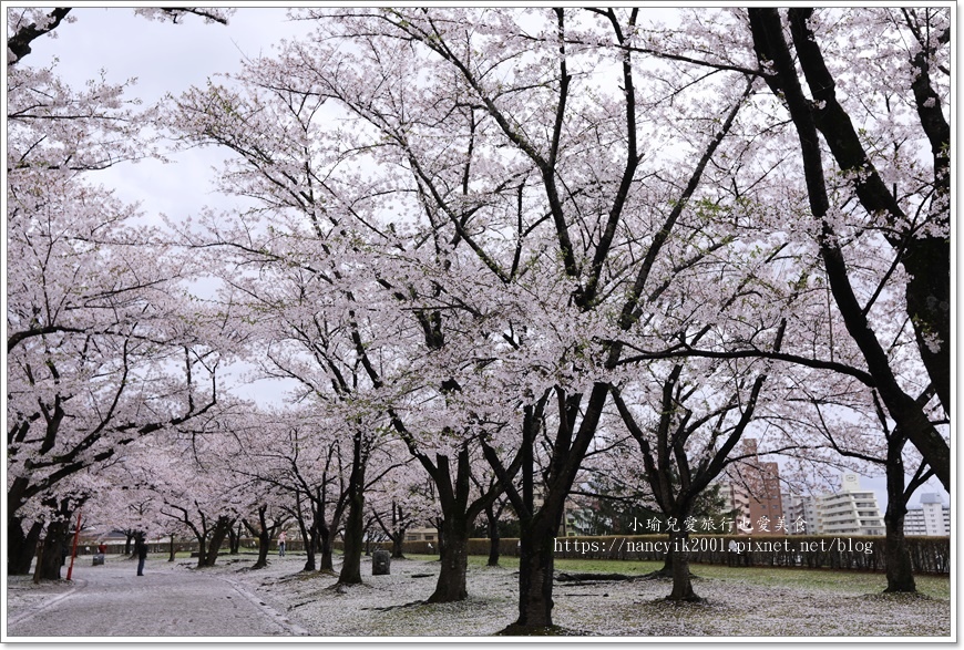 【日本】日本東北賞櫻 / 盛岡城跡公園（岩手公園）&  石割