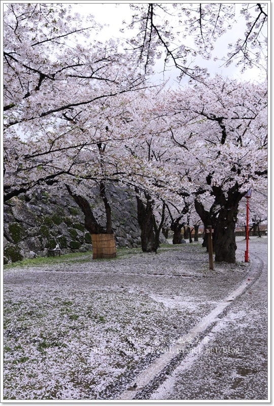 【日本】日本東北賞櫻 / 盛岡城跡公園（岩手公園）&  石割