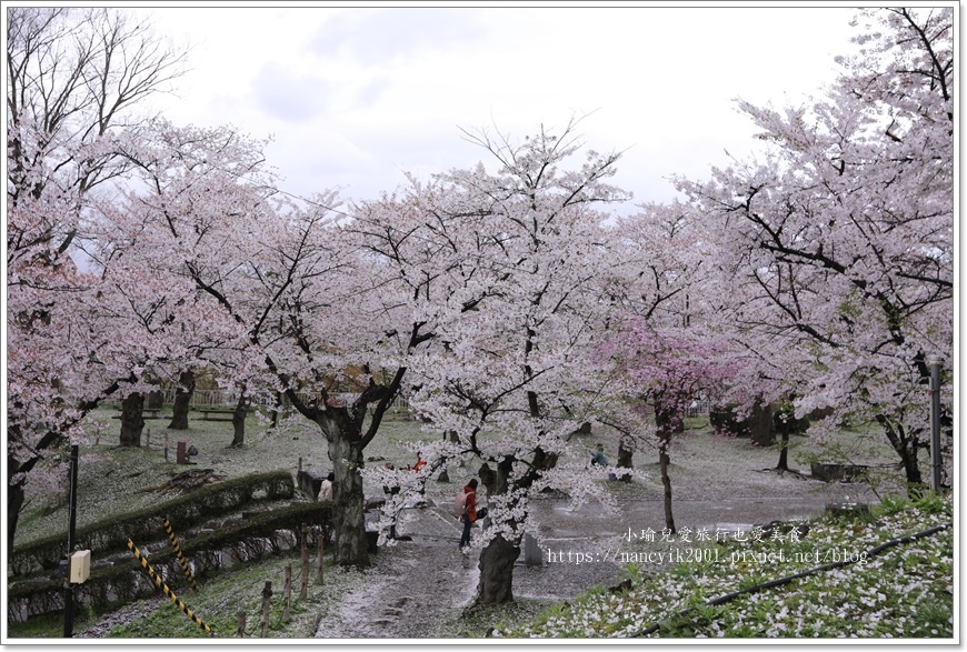 【日本】日本東北賞櫻 / 盛岡城跡公園（岩手公園）&  石割