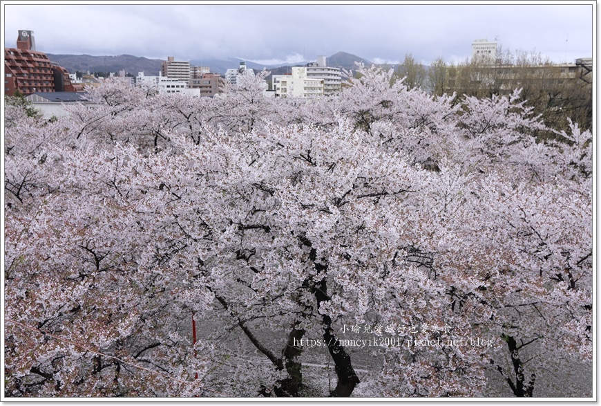 【日本】日本東北賞櫻 / 盛岡城跡公園（岩手公園）&  石割