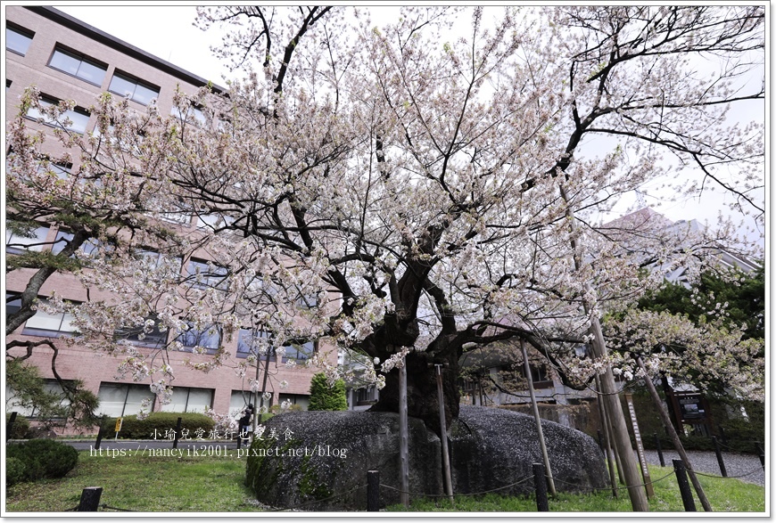 【日本】日本東北賞櫻 / 盛岡城跡公園（岩手公園）&  石割