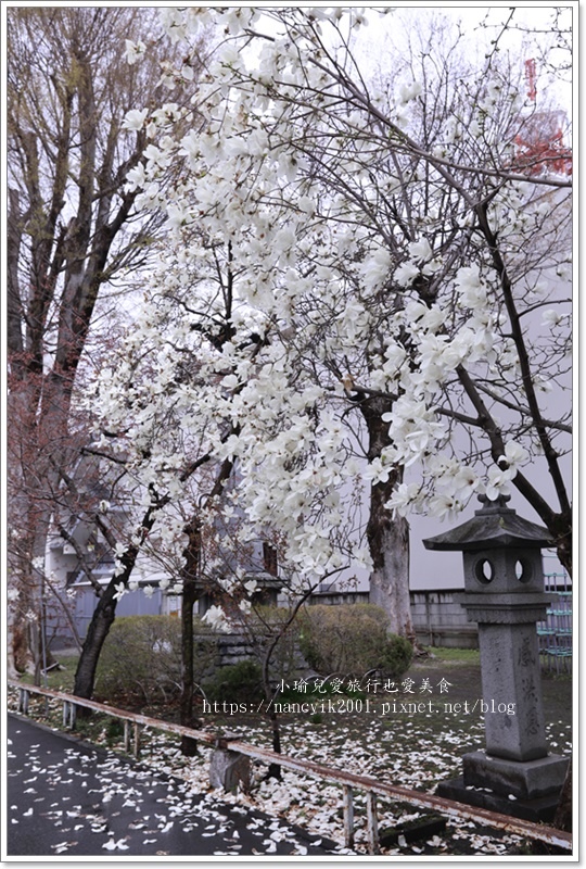 【日本】日本東北賞櫻 / 盛岡城跡公園（岩手公園）&  石割