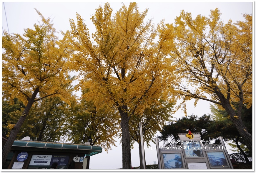 【草芝鎮】草芝鎮