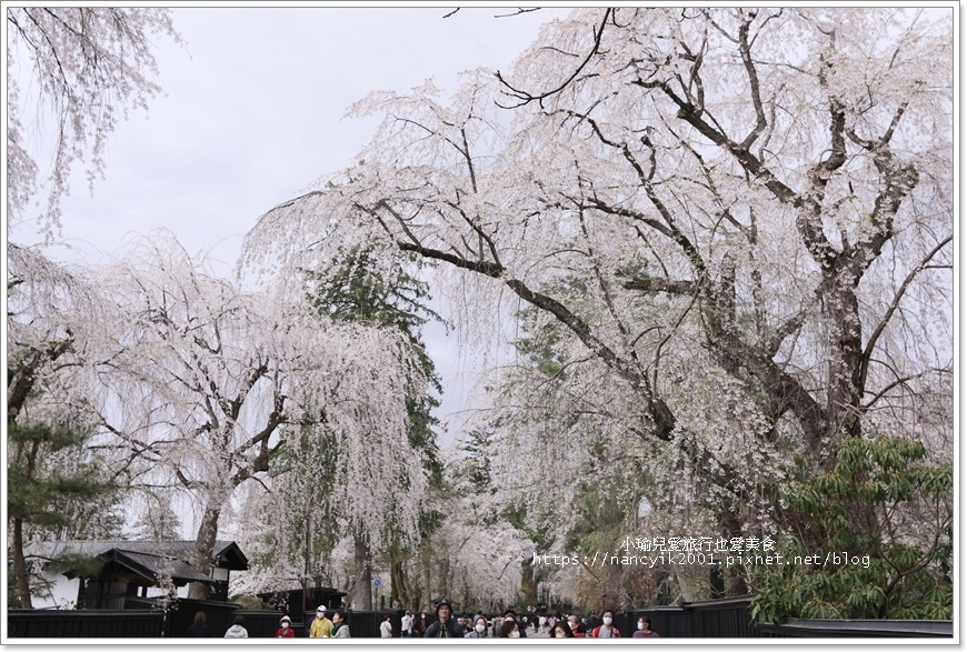 日本,秋田,角館,日本景點,武家屋敷通,檜木内川堤,秋田景點,角館景點,櫻花,小京都,枝垂櫻,吉野櫻