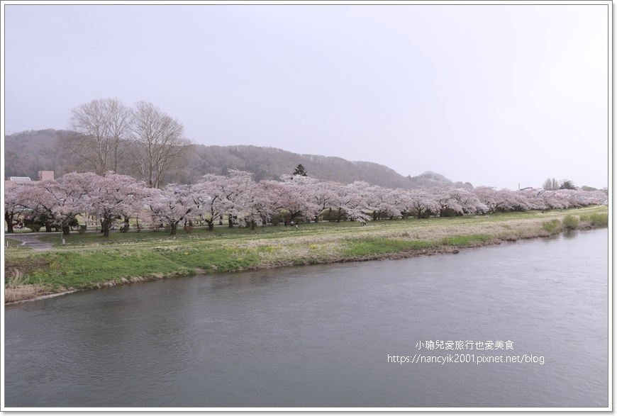 【日本】北上展勝地 / 岩手縣人氣第一賞櫻景點 / 日本櫻花