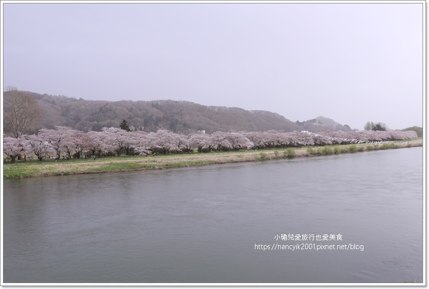 【日本】北上展勝地 / 岩手縣人氣第一賞櫻景點 / 日本櫻花