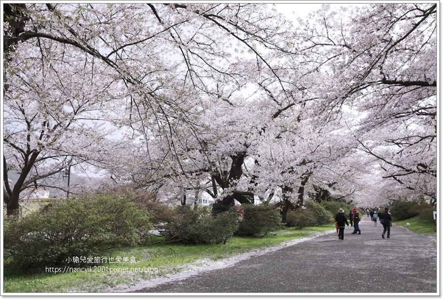 【日本】北上展勝地 / 岩手縣人氣第一賞櫻景點 / 日本櫻花