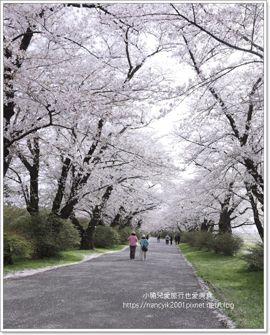 【日本】北上展勝地 / 岩手縣人氣第一賞櫻景點 / 日本櫻花