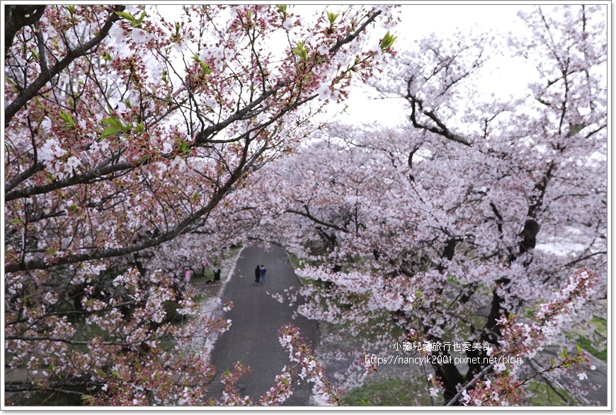 【日本】北上展勝地 / 岩手縣人氣第一賞櫻景點 / 日本櫻花