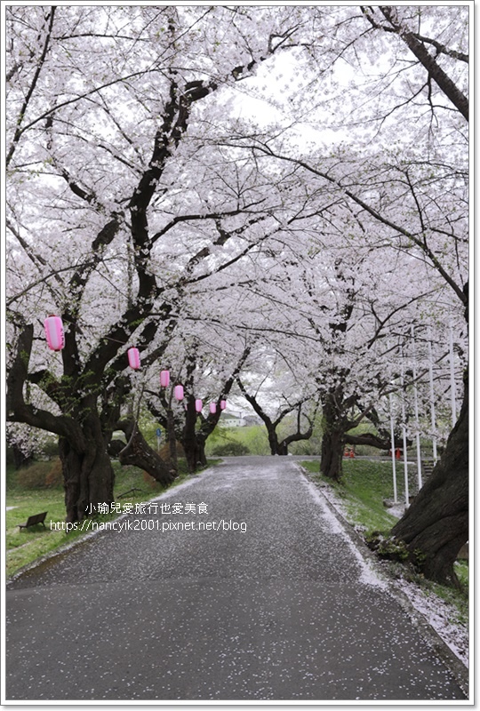 【日本】北上展勝地 / 岩手縣人氣第一賞櫻景點 / 日本櫻花