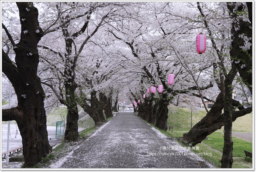 【日本】北上展勝地 / 岩手縣人氣第一賞櫻景點 / 日本櫻花