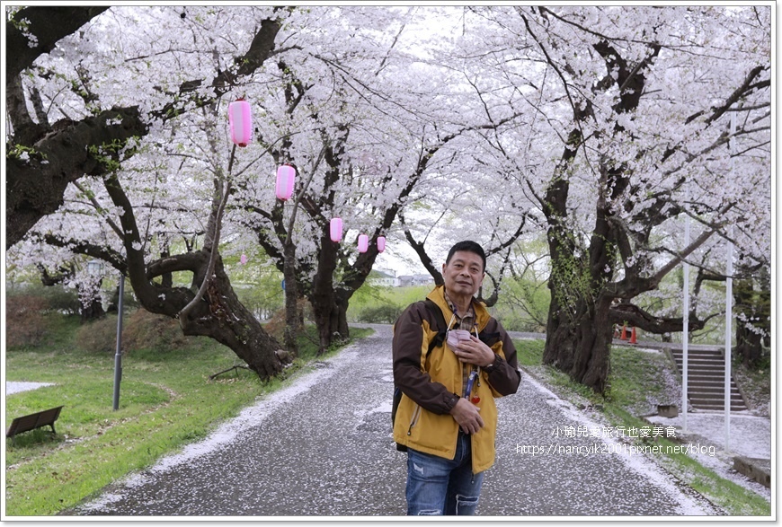 【日本】北上展勝地 / 岩手縣人氣第一賞櫻景點 / 日本櫻花