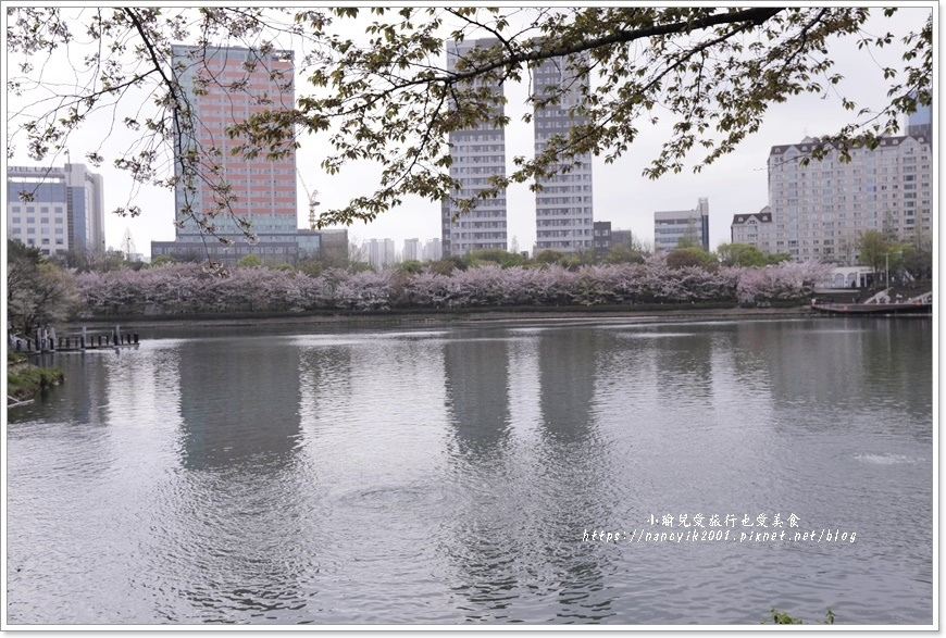 【首爾】石村湖賞櫻步道 【首爾】石村湖賞櫻步道