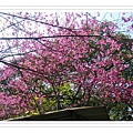 DSCF8343.jpg