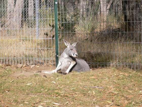 既然澳洲不是想像中的袋鼠滿街跑，只好花錢去動物園看