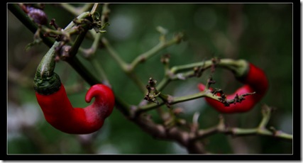 20091025 我家的蔬菜園_MG_0095