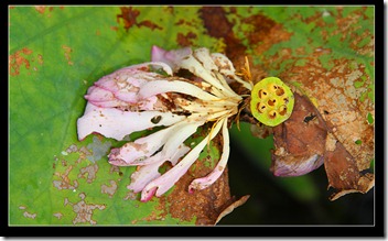 20100626 雙溪荷花DPP_0011-2