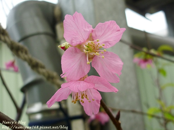 頂樓山櫻花-4