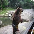 愛寶樂園裡大黑熊，只要有遊園車經過，都會站起來跟遊客要東西吃