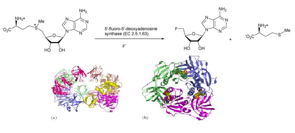 Fluorinase2.JPG Fluorinase2.JPG