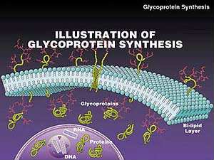 glycoprotein_synthesis.jpg