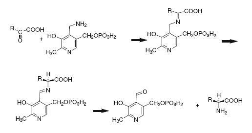 transaminase.JPG