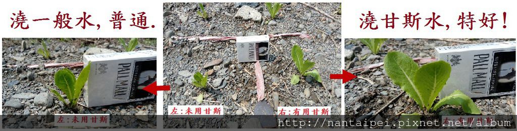 42.蘿蔓植物採用甘斯對比.jpg