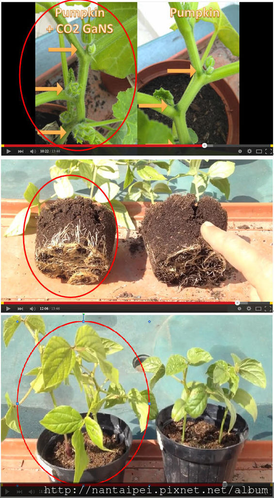 01.CO2甘斯實驗-南瓜盆栽.jpg