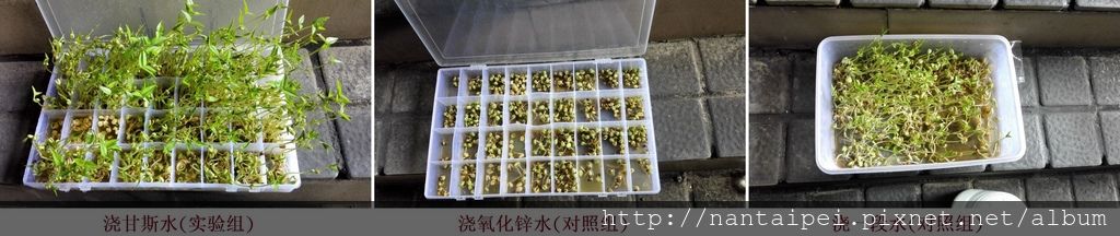 07.CO2甘斯實驗-黃豆發芽.jpg