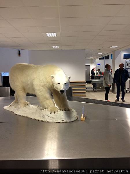 Polar Bear in Svalbad Airport