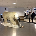 Polar Bear in Svalbad Airport