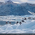 Birds on Iceberg