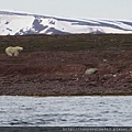 Female Polar Bear