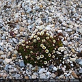 Arctic Flora