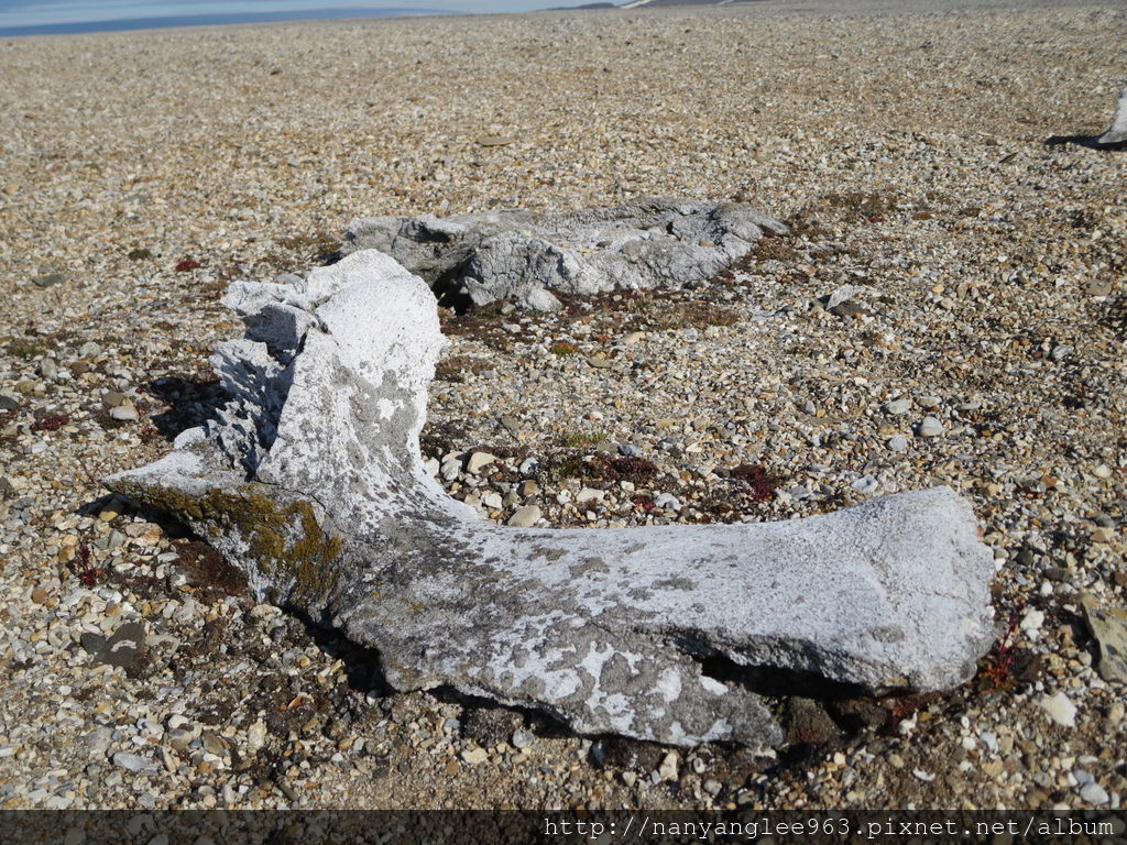 Whale's Fossil