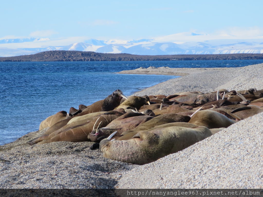 Walrus