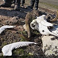 Skull of Muskox