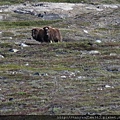 Musk Ox